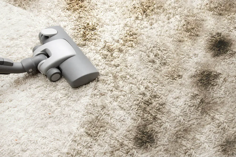Best Carpet Cleaner Solutions for Easy Cleaning