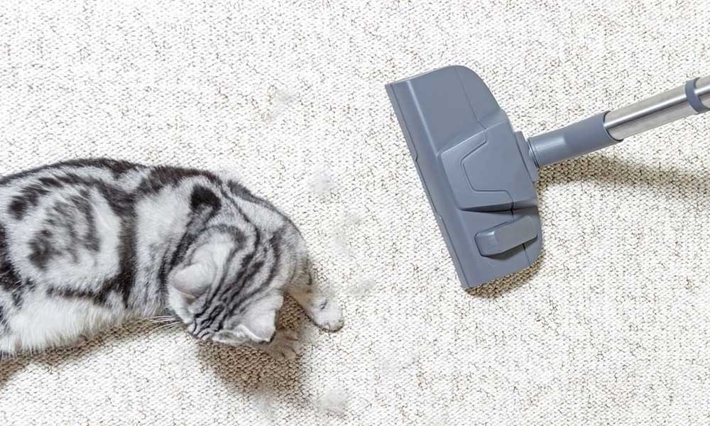 How Often Should You Vacuum Does it Matters? Home Health Tips
